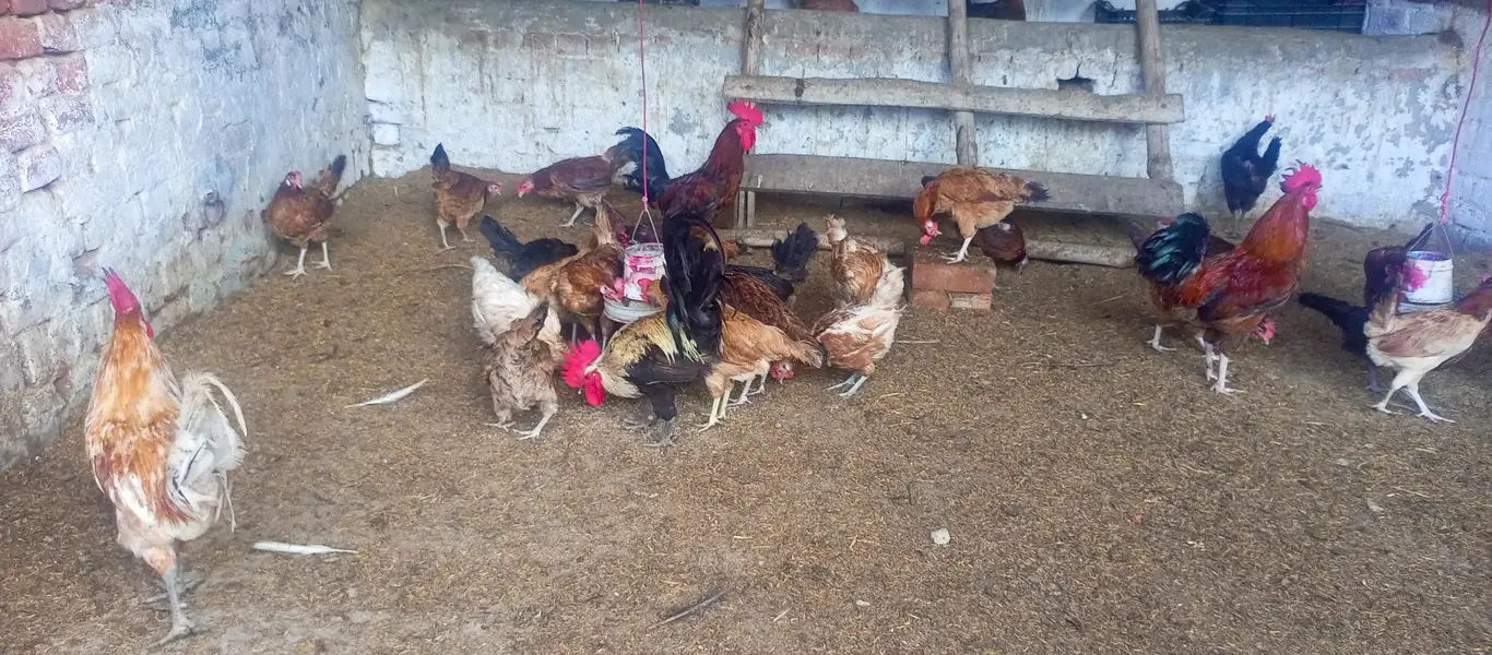 Eggs laying hen/Golden misri hen/breeder golden misri — photo 3