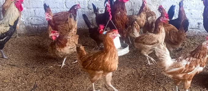 Eggs laying hen/Golden misri hen/breeder golden misri