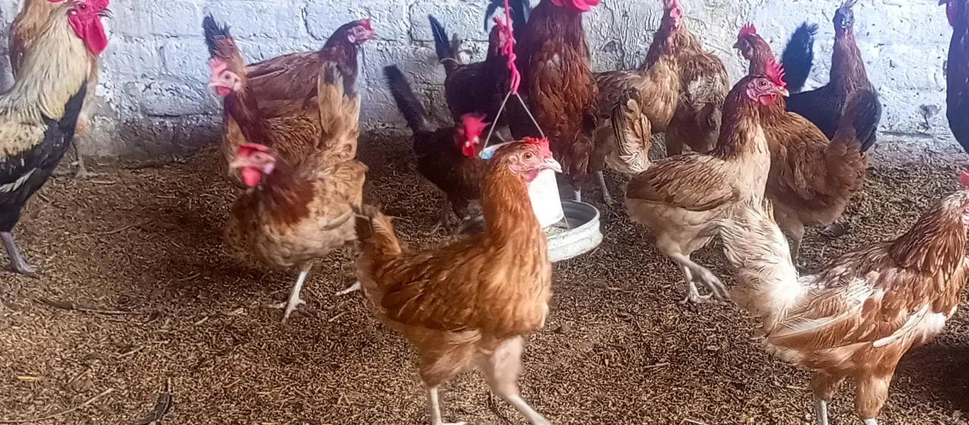 Eggs laying hen/Golden misri hen/breeder golden misri — photo 4