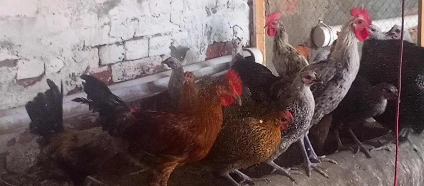 Eggs laying hen/Golden misri hen/breeder golden misri — photo 5