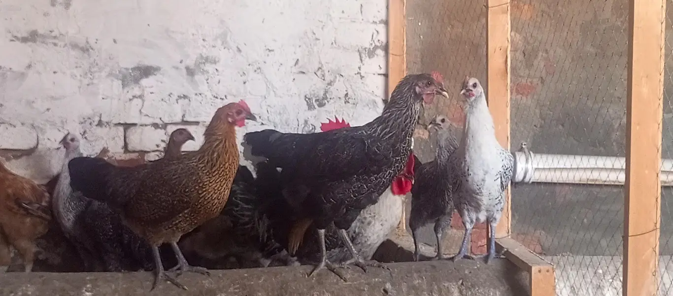 Eggs laying hen/Golden misri hen/breeder golden misri — photo 6