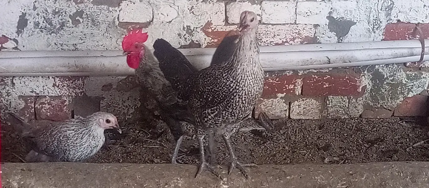 Eggs laying hen/Golden misri hen/breeder golden misri — photo 7
