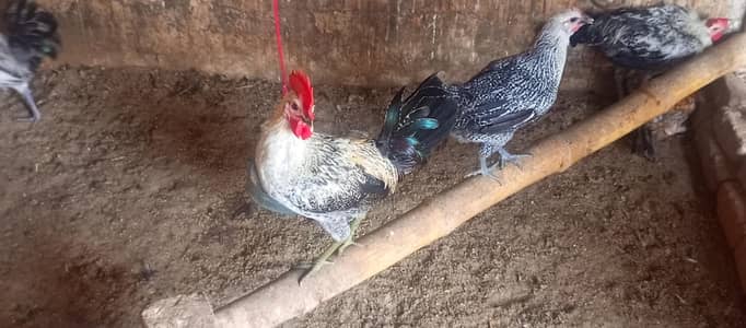 Desi murgi aur murga/breeder desi murgai available