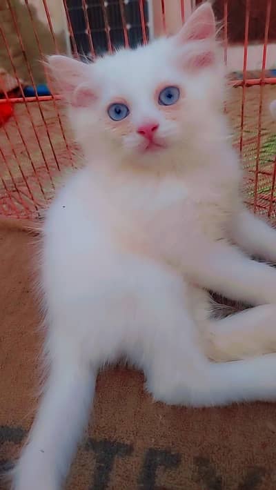 Persian triple coat kittens odd eyes blue eyes