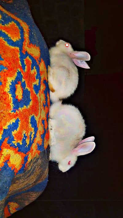 Rabbit Check