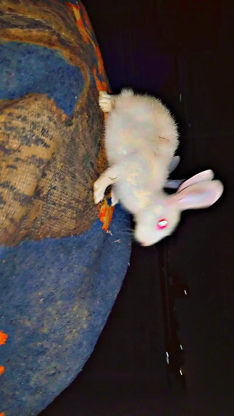 Rabbit Check — photo 2