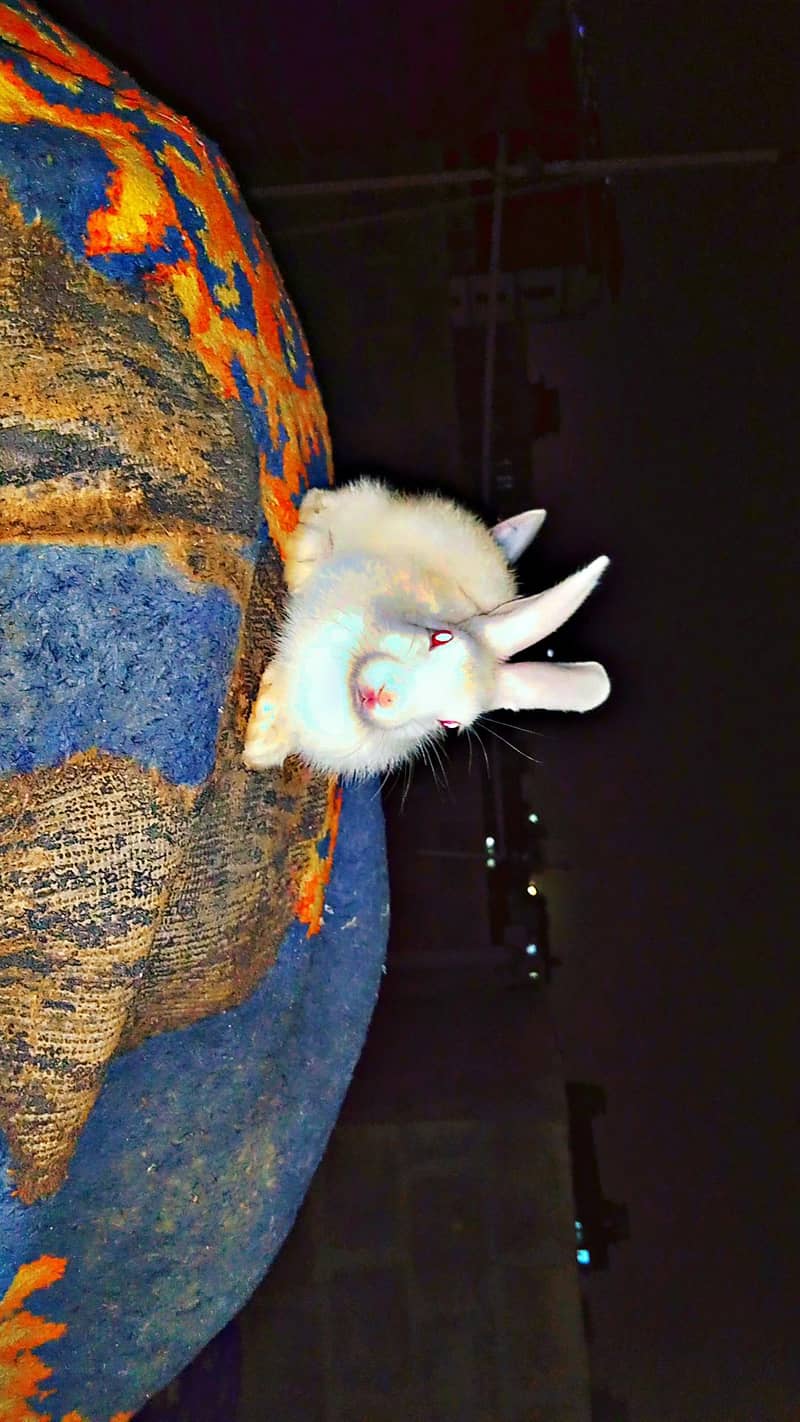 Rabbit Check 2