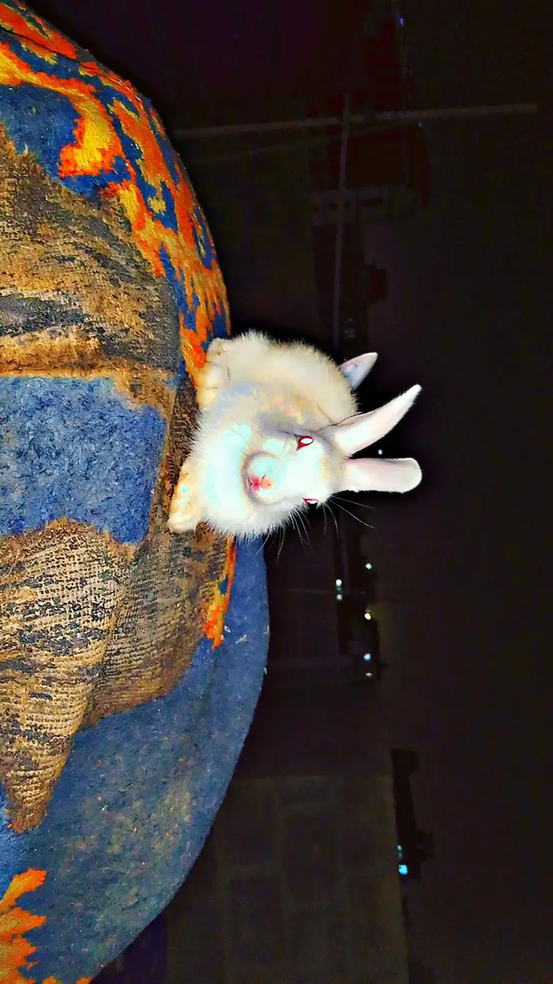 Rabbit Check — photo 3