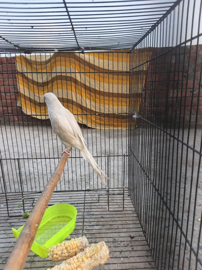 bredar female — photo 2