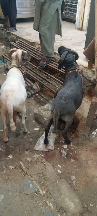 Long tail dumba 200k 2 mails