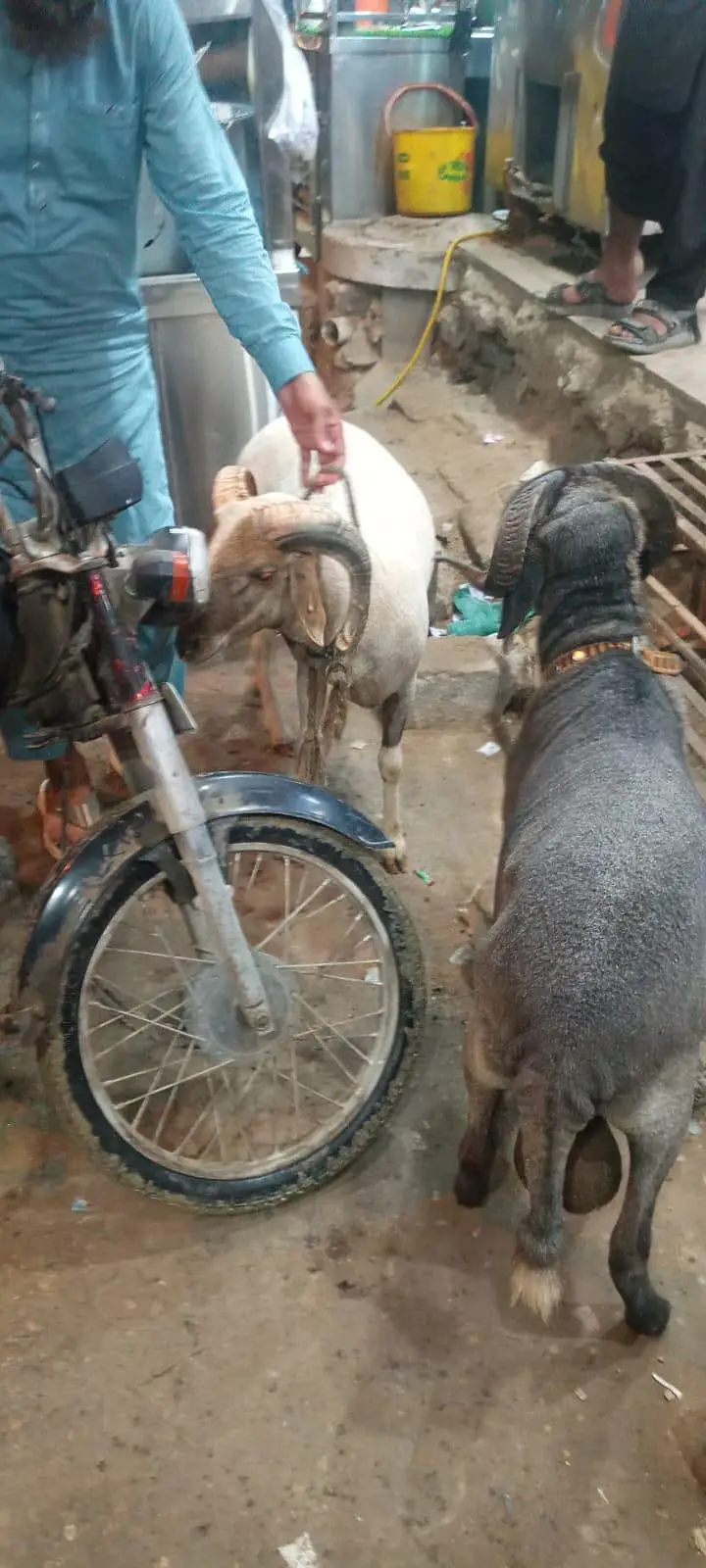 Long tail dumba 200k 2 mails — photo 9