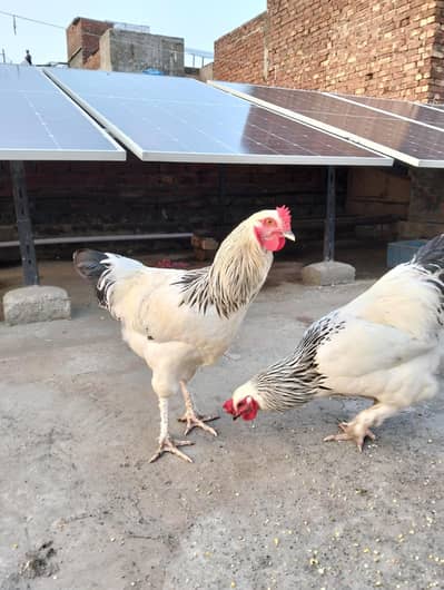 Light Sussex  2 male for sale