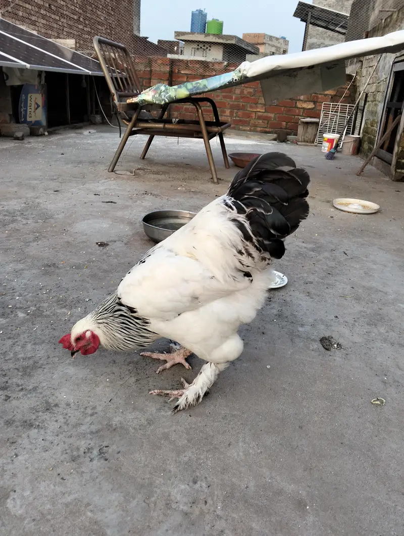 Light Sussex  2 male for sale — photo 3