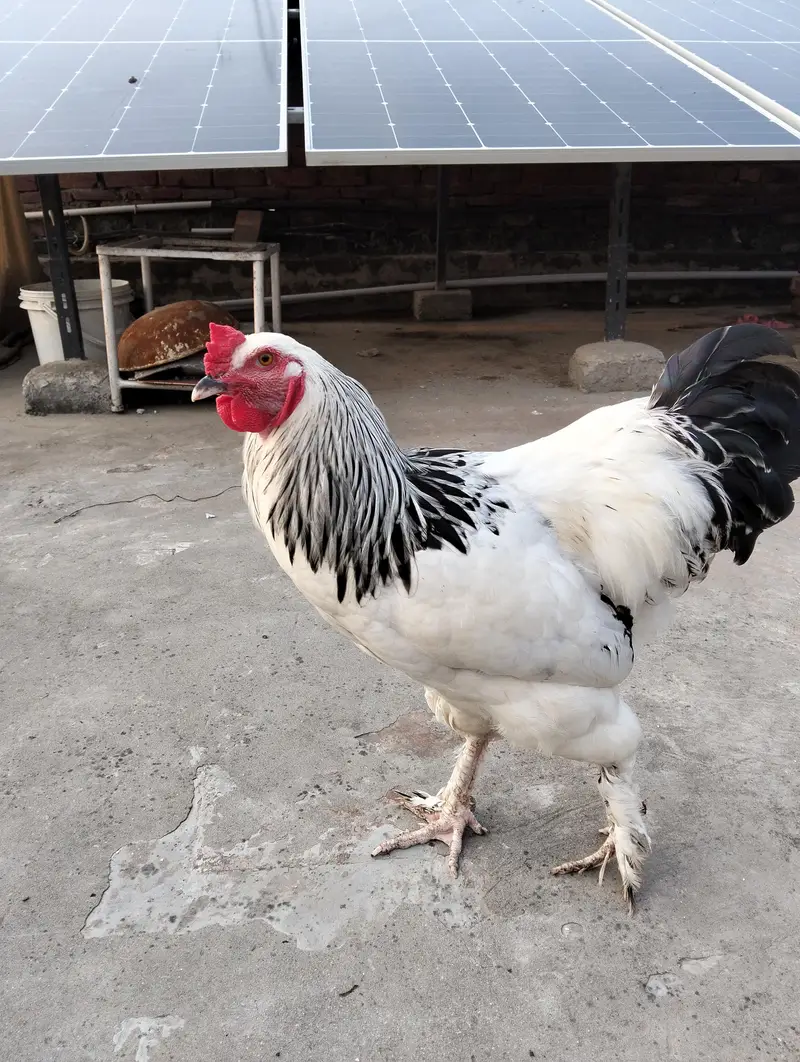 Light Sussex  2 male for sale — photo 4
