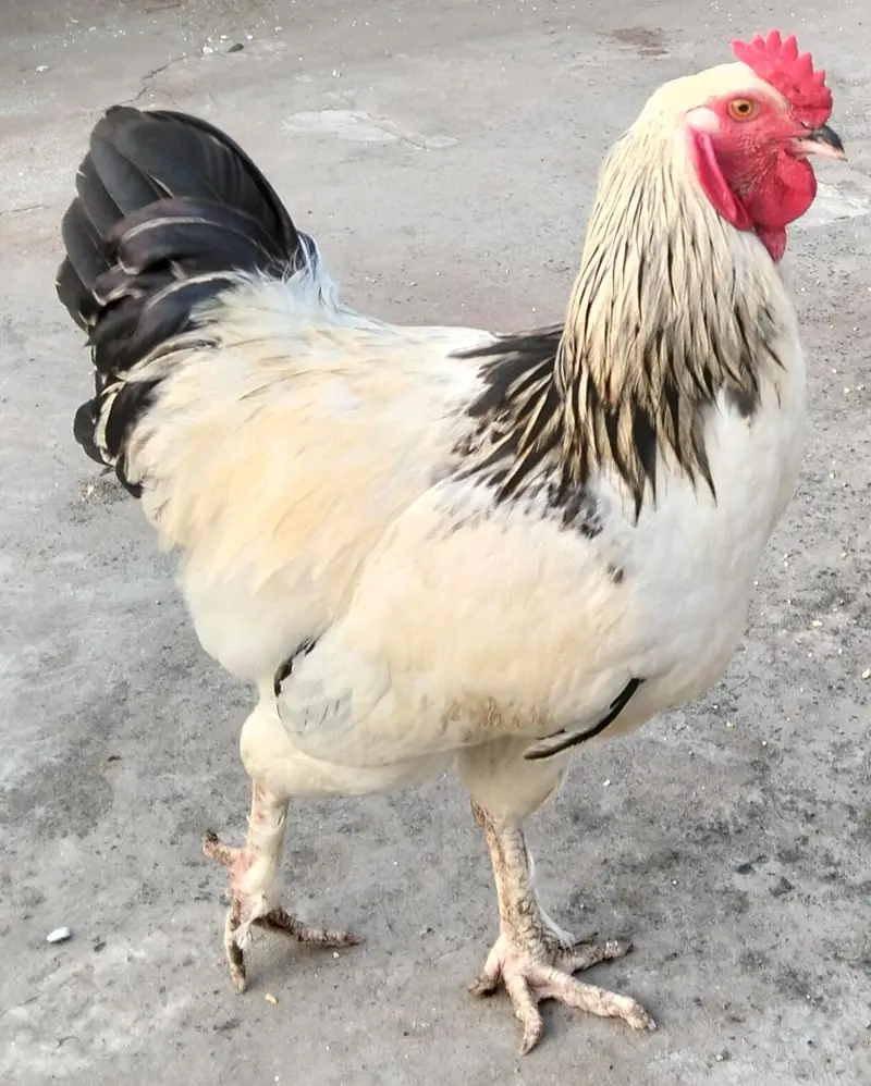 Light Sussex  2 male for sale — photo 5