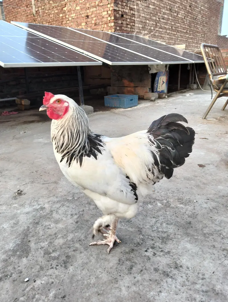 Light Sussex  2 male for sale — photo 7