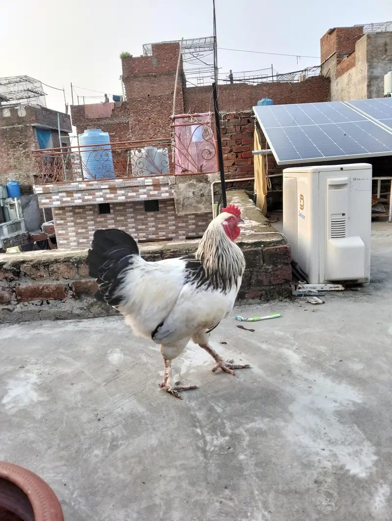 Light Sussex  2 male for sale — photo 8