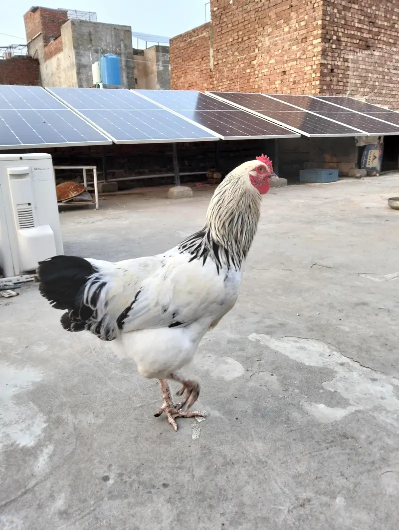 Light Sussex  2 male for sale — photo 9
