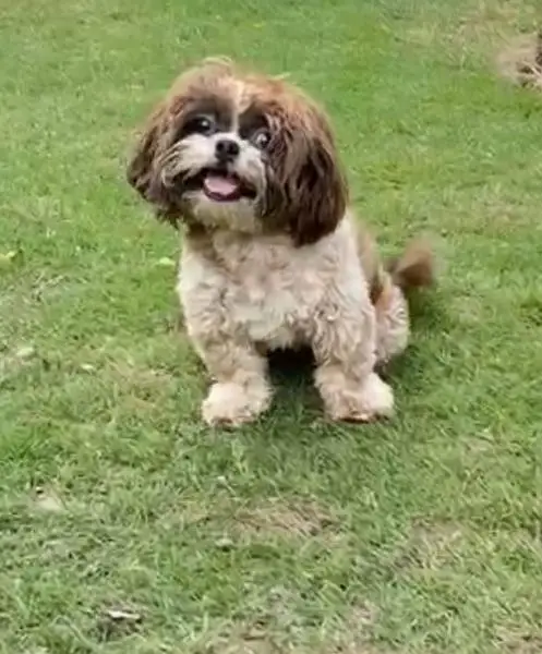 Pomeranian dog fully trained play full an very energetic 03015458888 — photo 9