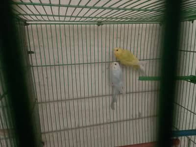 healthy active budgies