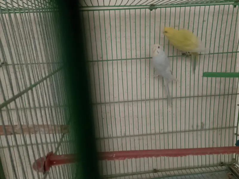 healthy active budgies — photo 2