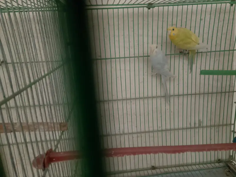 healthy active budgies — photo 3