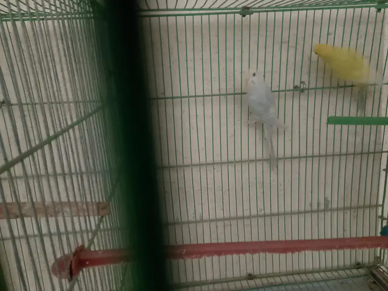 healthy active budgies — photo 4