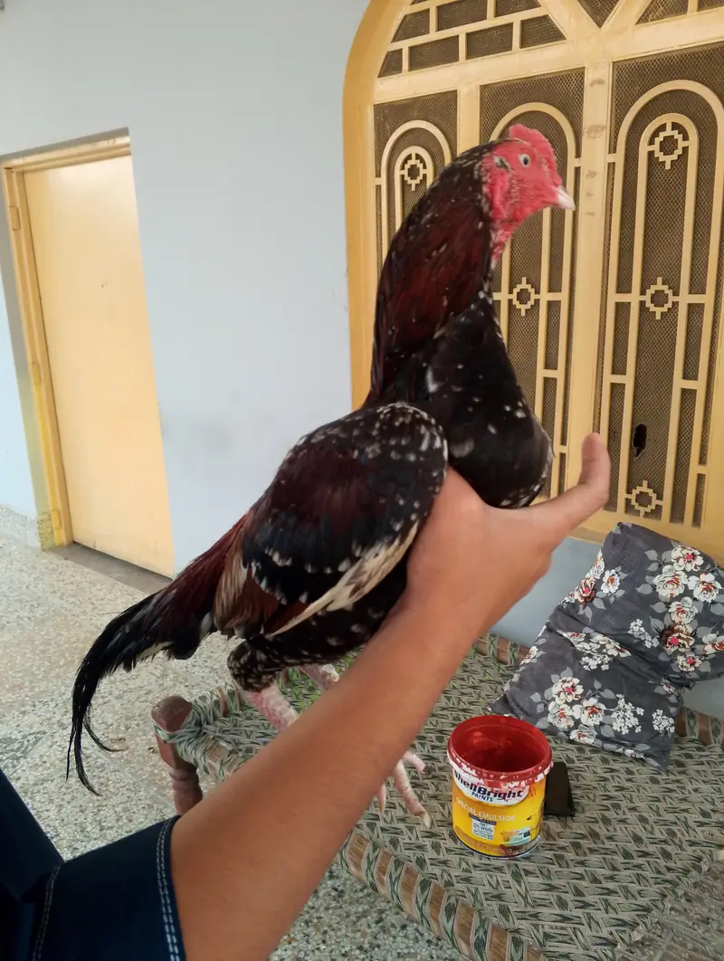 aseel murga — photo 3