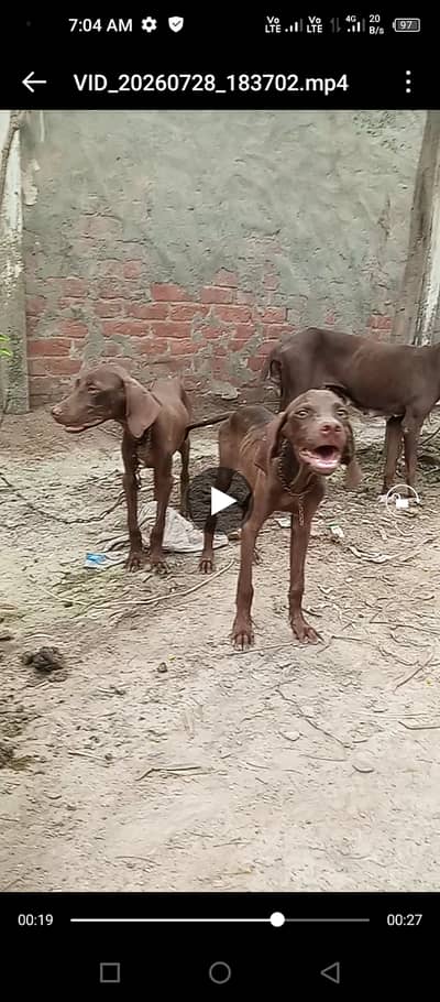 Pure pointer dogs male&female  age 4month 03238062009