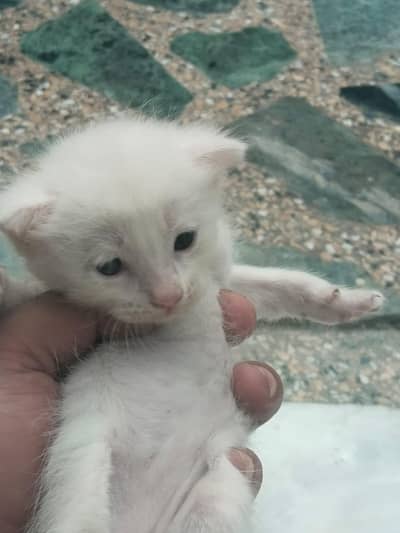 Persian Cat and Kitten for Sale