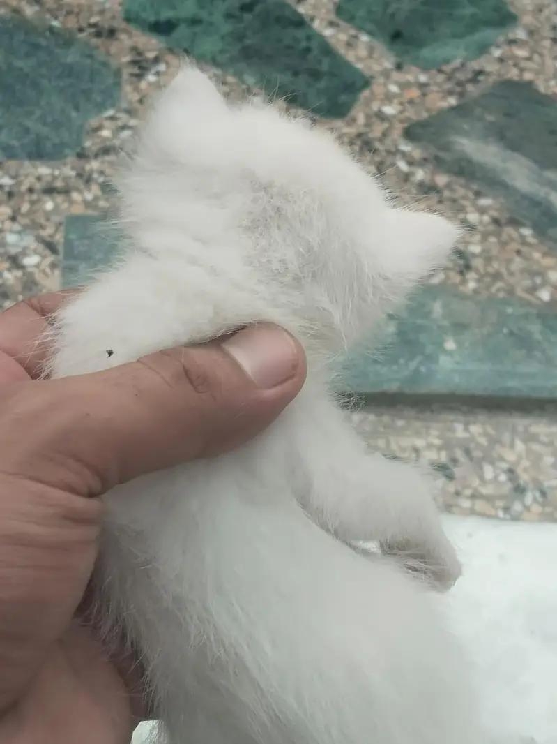Persian Cat and Kitten for Sale — photo 2