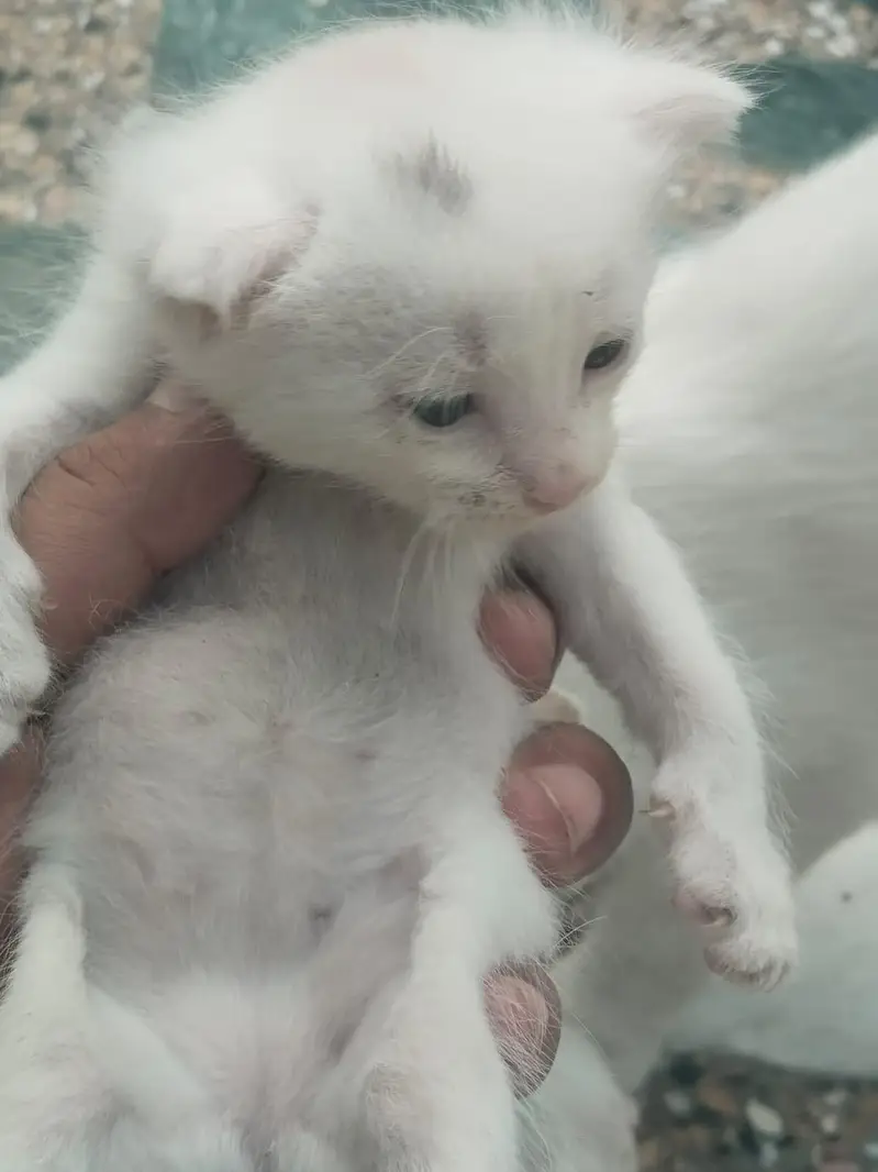 Persian Cat and Kitten for Sale — photo 3