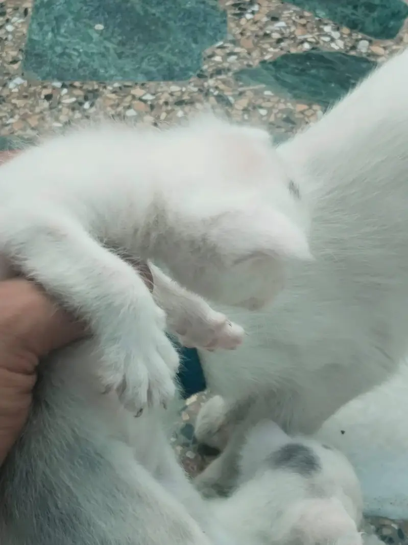 Persian Cat and Kitten for Sale — photo 4