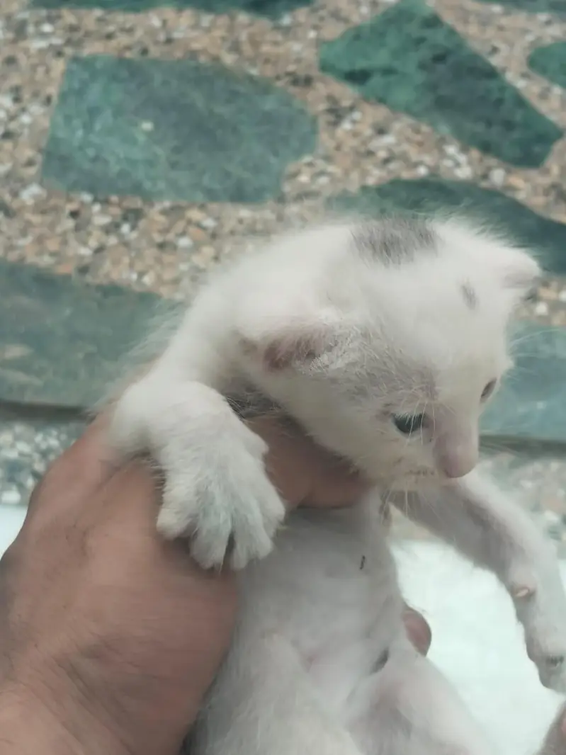 Persian Cat and Kitten for Sale — photo 5