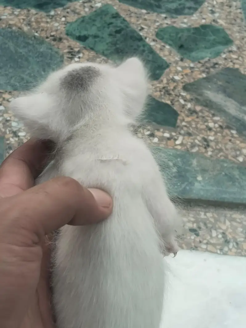 Persian Cat and Kitten for Sale — photo 6