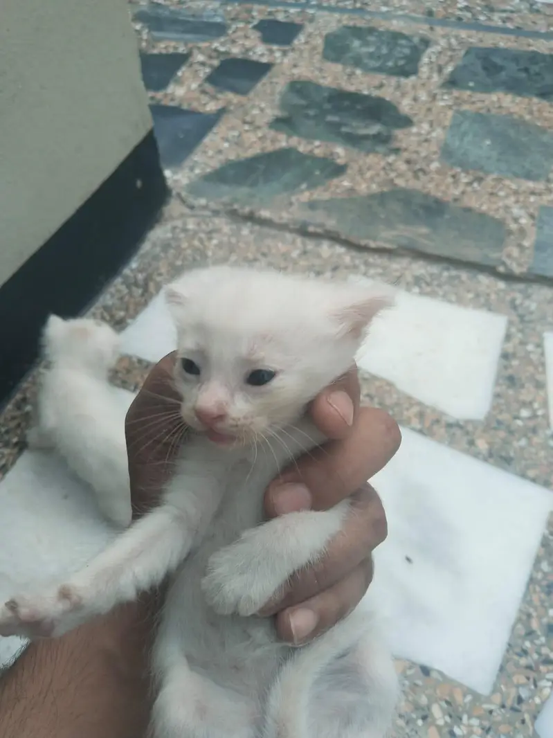 Persian Cat and Kitten for Sale — photo 7