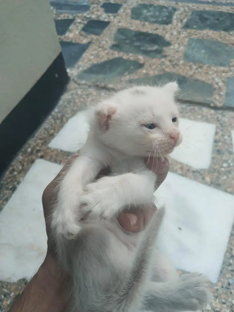 Persian Cat and Kitten for Sale — photo 8