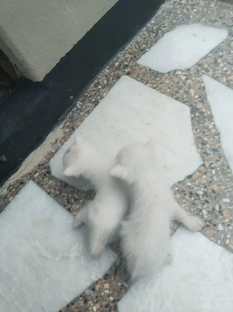 Persian Cat and Kitten for Sale — photo 9
