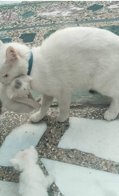 Persian Cat and Kitten for Sale