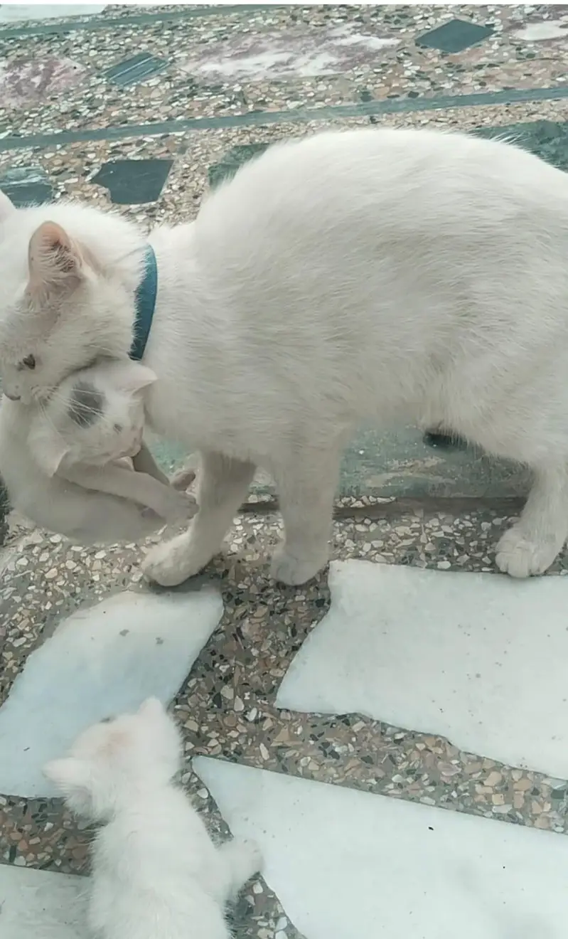 Persian Cat and Kitten for Sale — photo 10