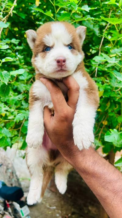 siberian Husky