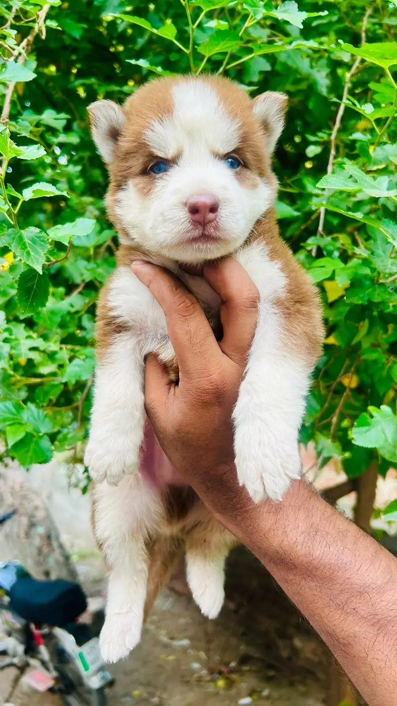 siberian Husky — photo 2