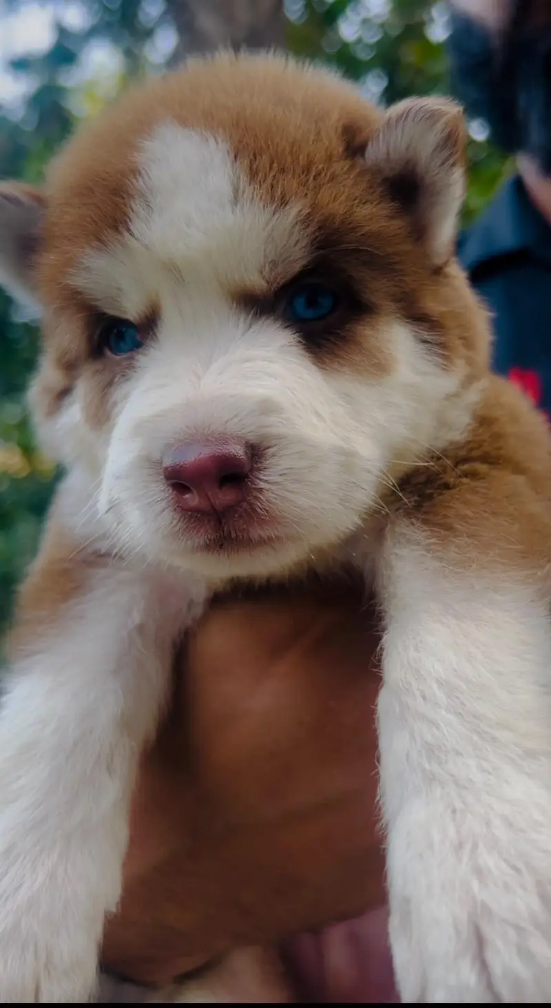 siberian Husky — photo 3