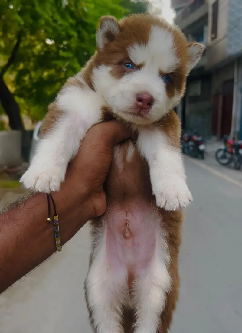 siberian Husky — photo 4
