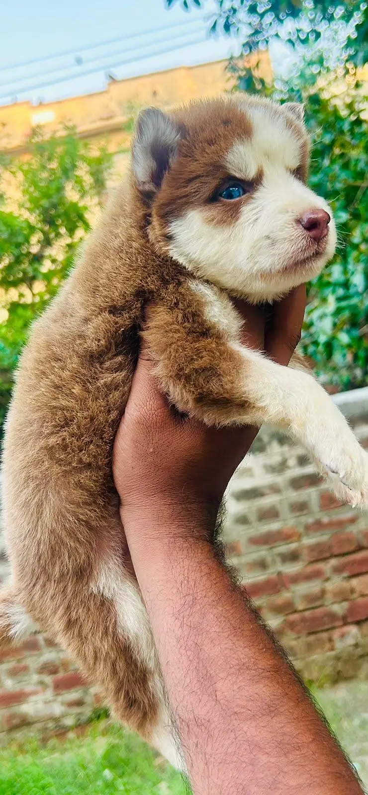 siberian Husky — photo 5