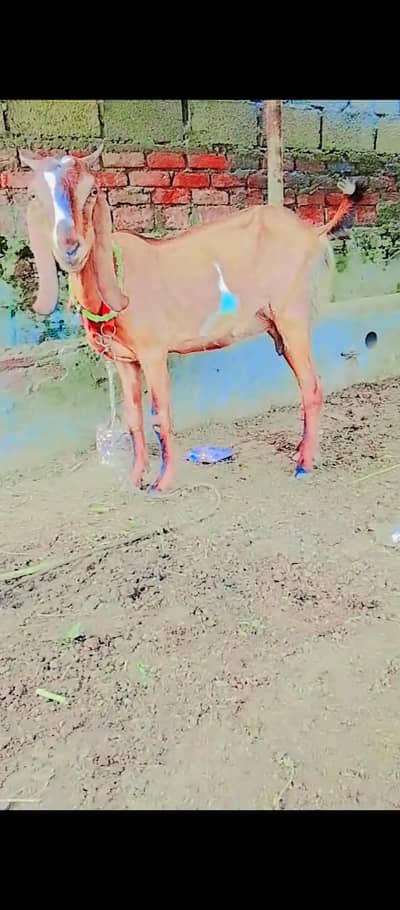 desi bakri