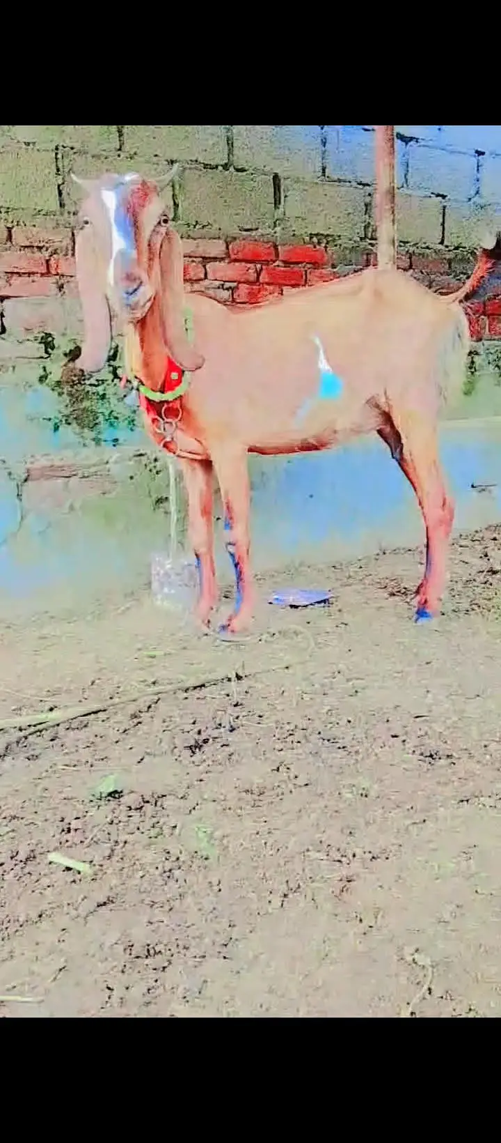 desi bakri — photo 2