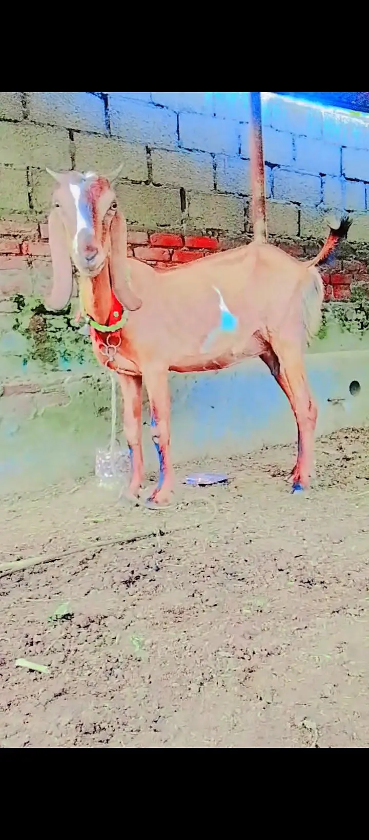 desi bakri — photo 3