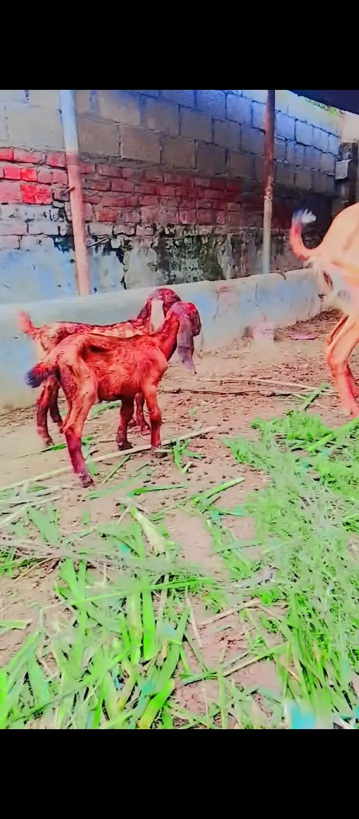 desi bakri — photo 4