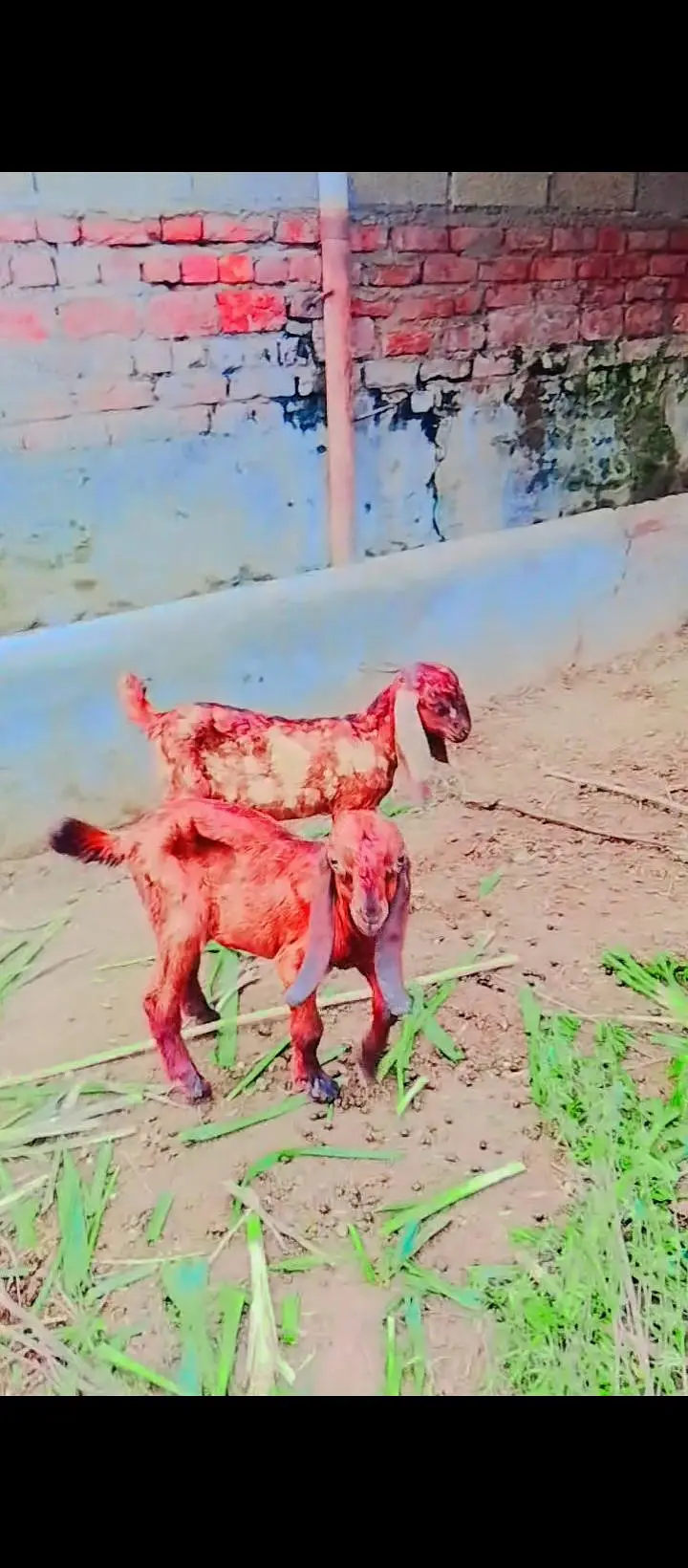 desi bakri — photo 5